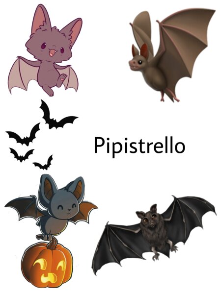 Animali Da Scoprire