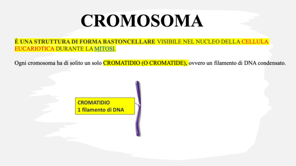 I cromosomi
