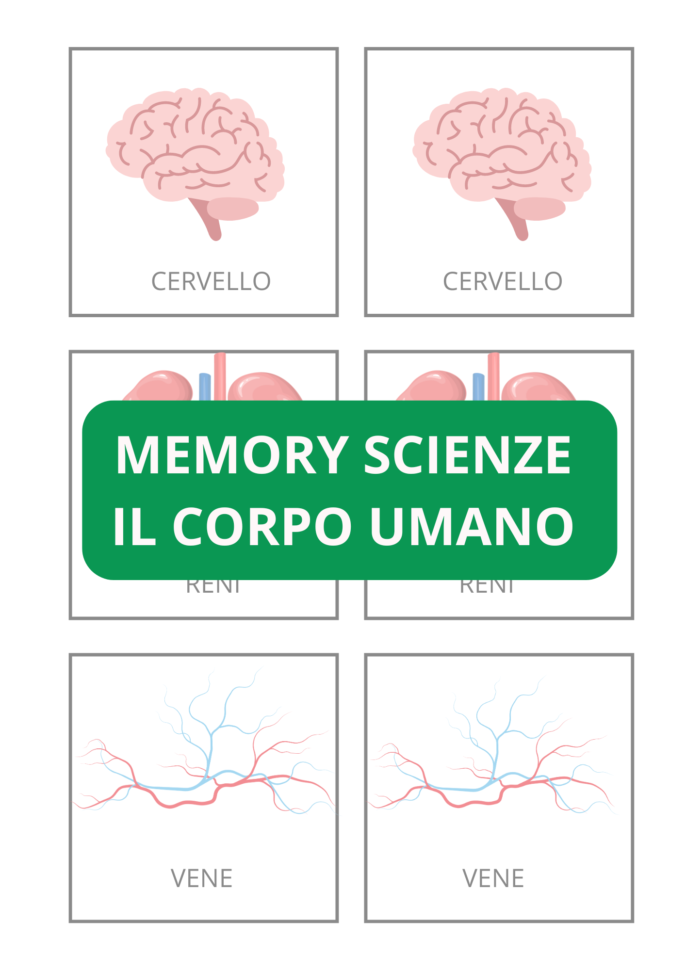 Memory Scienze Il Corpo Umano Edudoro