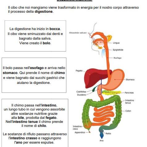 Il Corpo Umano Edudoro