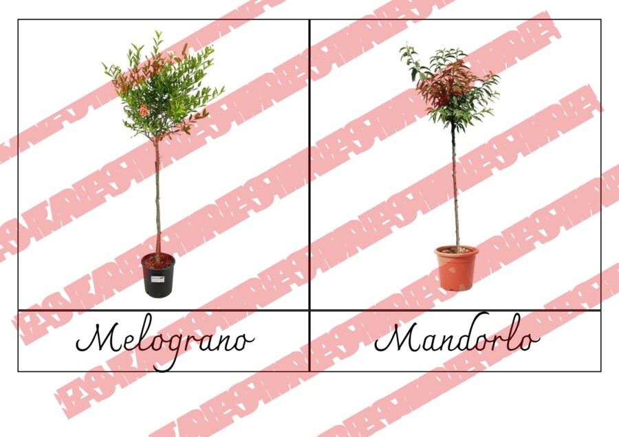 Nomenclature frutti e piante da frutto