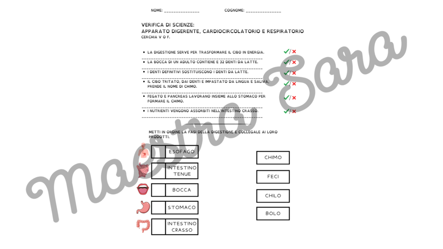 Apparati digerente, cardiocircolatorio e respiratorio - verifica (standard/BES) e schema riassuntivo