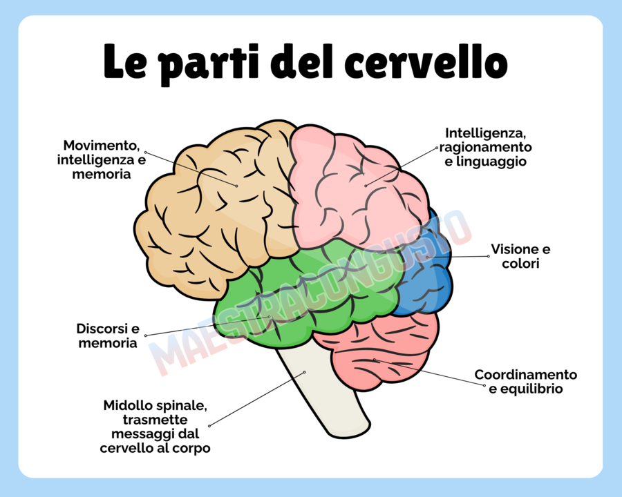 Le Parti del Cervello | Scheda Didattica di Scienze per la Scuola Primaria