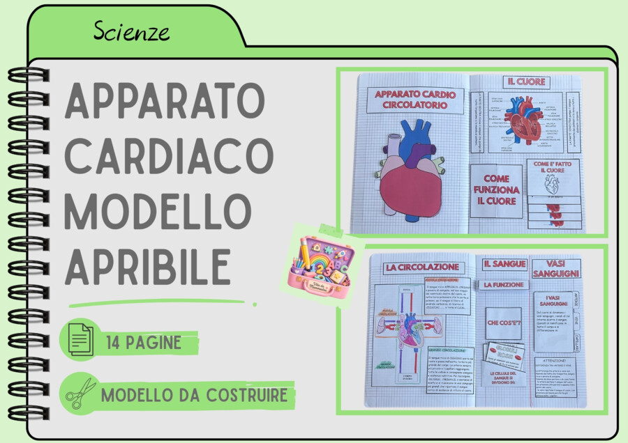 APPARATO CARDIACO - MODELLO APRIBILE