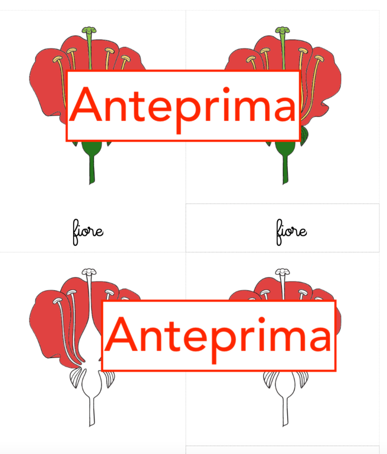 Nomenclatura arricchita del fiore classi 1-5