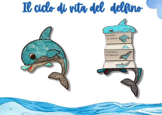 Il ciclo di vita del delfino.
