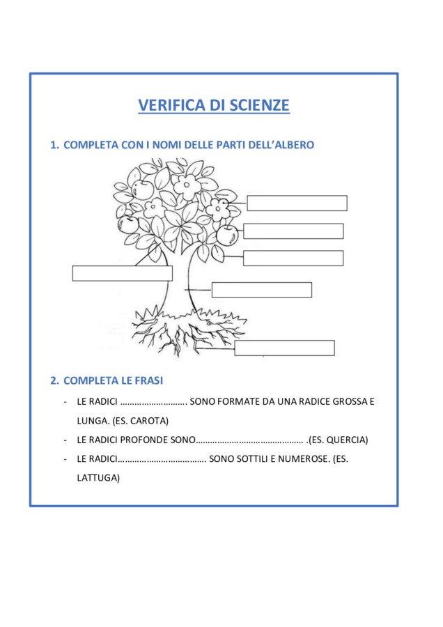 VERIFICA PIANTA E FOGLIE