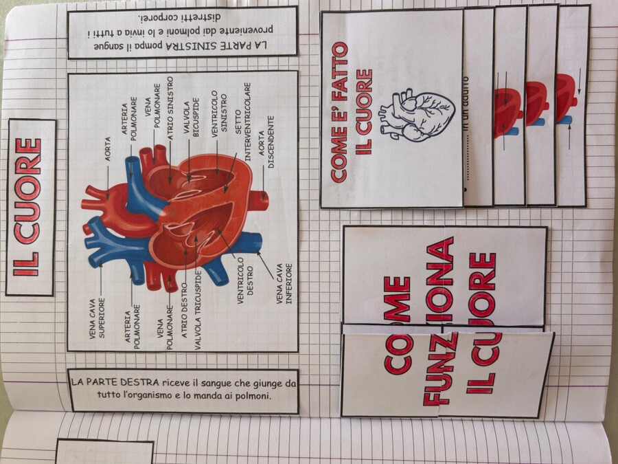 APPARATO CARDIACO - MODELLO APRIBILE