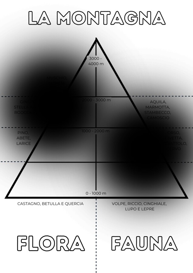 Flora e fauna della montagna - classe seconda Geografia