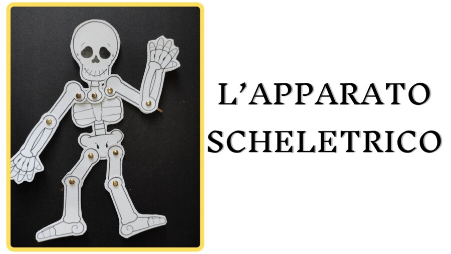 IL SISTEMA SCHELETRICO: videolezione facile + modellino da scaricare