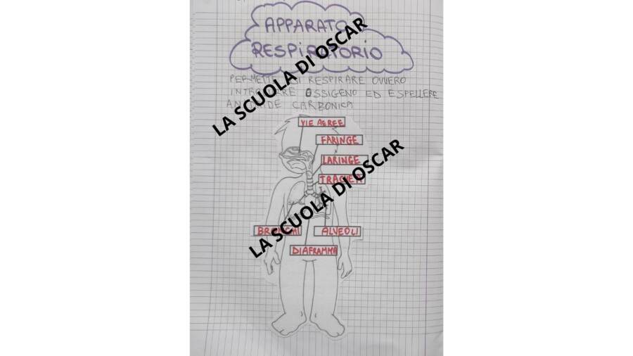 L'APPARATO RESPIRATORIO - QUADERNO DI SCIENZE CL. 5^ -