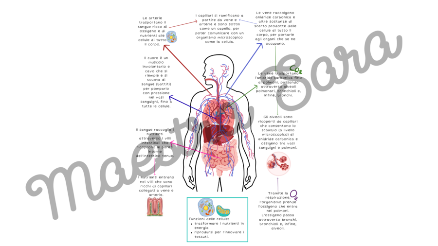 Apparati digerente, cardiocircolatorio e respiratorio - verifica (standard/BES) e schema riassuntivo