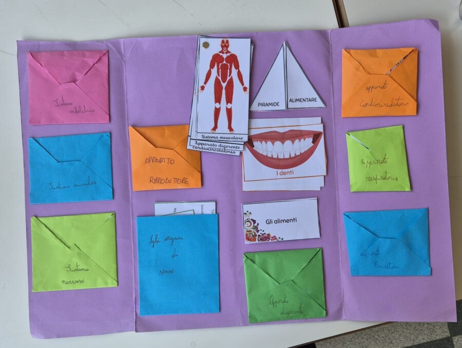 Lapbook "Sistemi e apparati del corpo umano" - classe quinta primaria