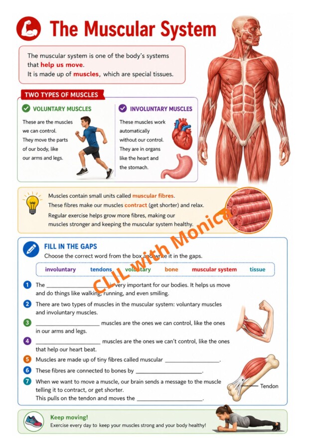 CLIL Science The Human Body classe 5^