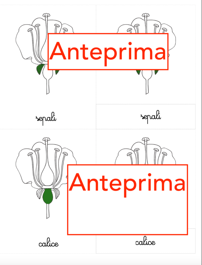 Nomenclatura arricchita del fiore classi 1-5