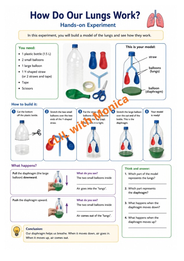 CLIL Science The Human Body classe 5^