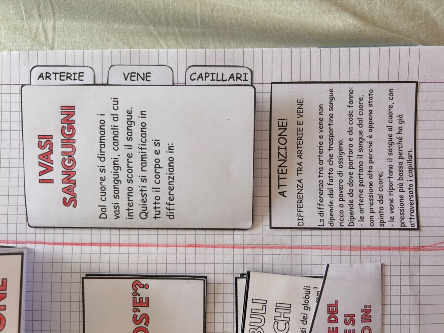 APPARATO CARDIACO - MODELLO APRIBILE