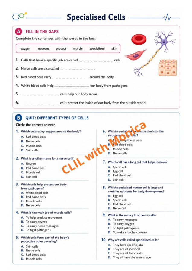 CLIL Science The Human Body classe 5^