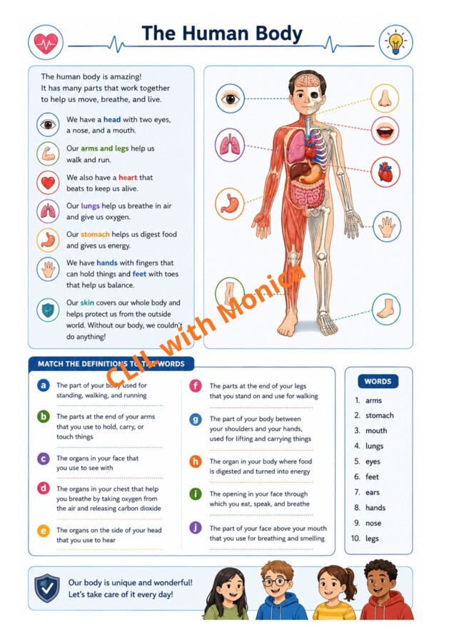 CLIL Science The Human Body classe 5^