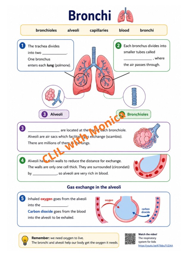 CLIL Science The Human Body classe 5^