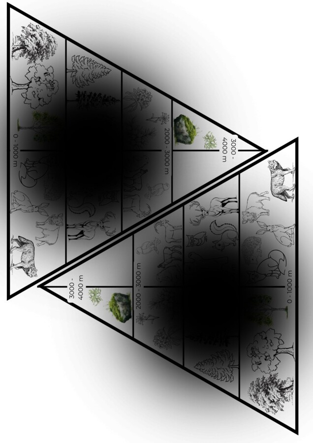 Flora e fauna della montagna - classe seconda Geografia