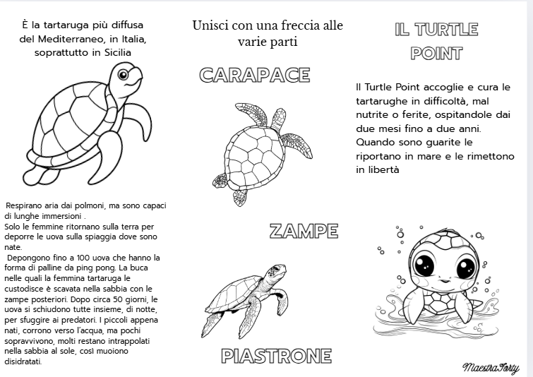Conoscere le tartarughe marine