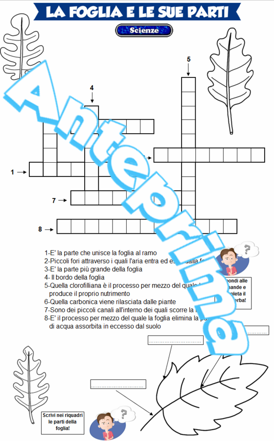 La foglia e le sue parti