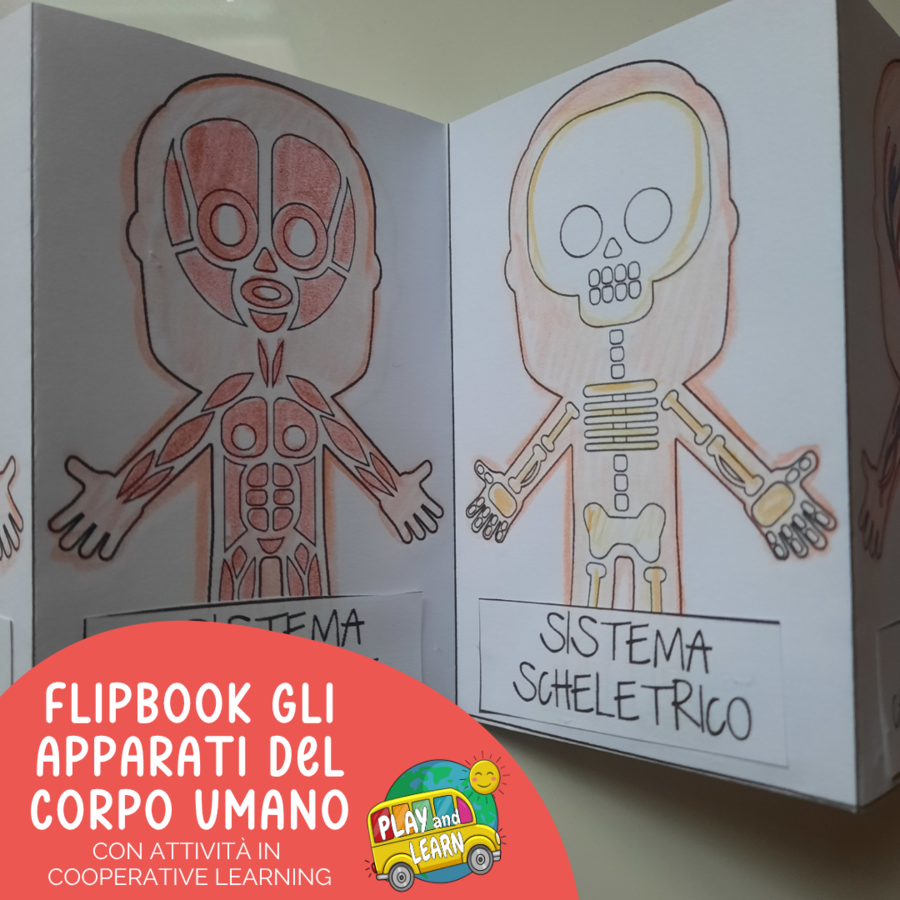 FLIPBOOK: GLI APPARATI DEL CORPO UMANO