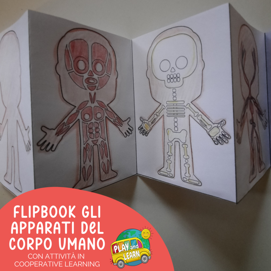 FLIPBOOK: GLI APPARATI DEL CORPO UMANO