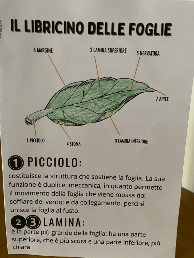Il libricino delle foglie