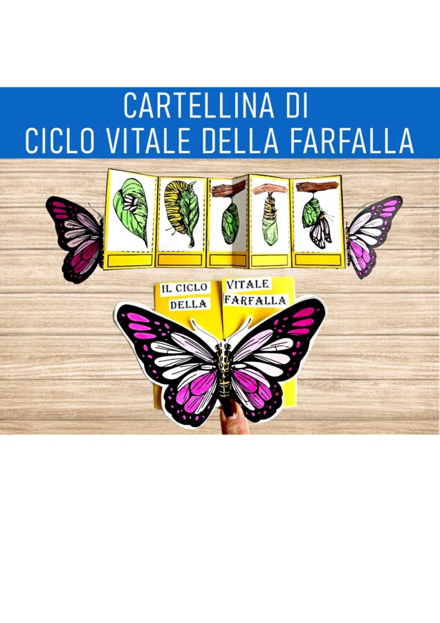 CARTELLINA DI CICLO VITALE DELLA FARFALLA