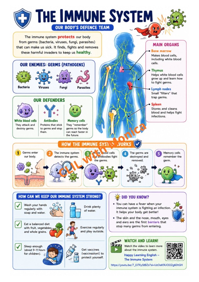 CLIL Science The Human Body classe 5^