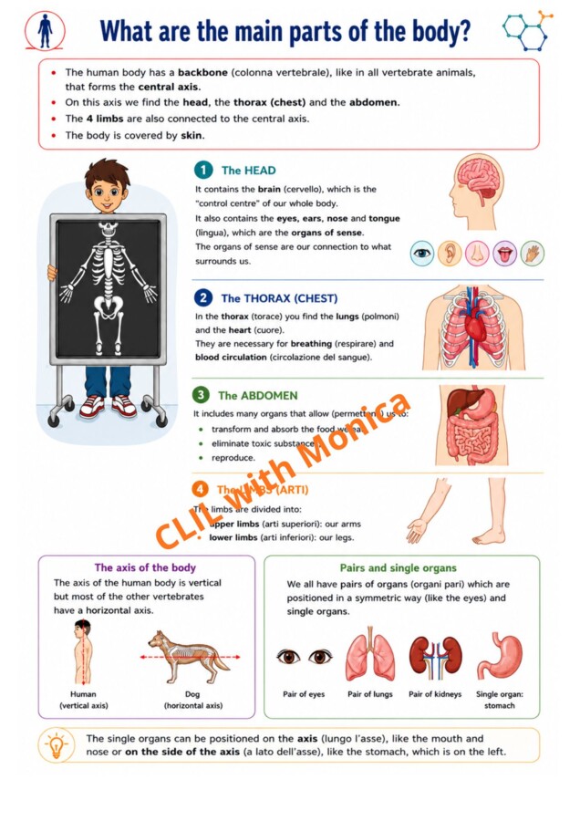 CLIL Science The Human Body classe 5^