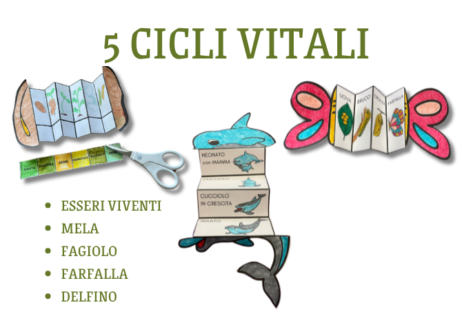 KIT 5 Cicli vitali