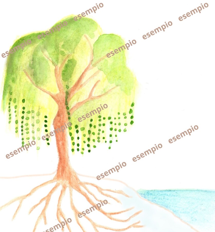 Cartelloni 1,2 e 3 di Botanica Montessori