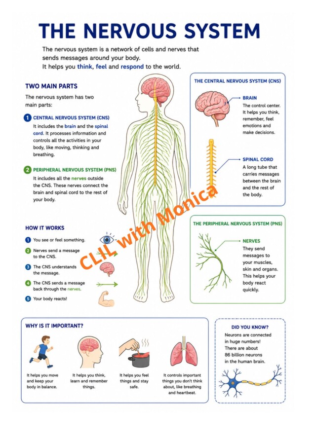 CLIL Science The Human Body classe 5^