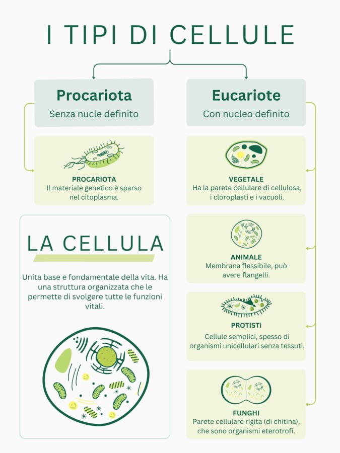 Kit Didattico La Cellula (Animale e Vegetale) - Schede e Mappe - Quinta Primaria
