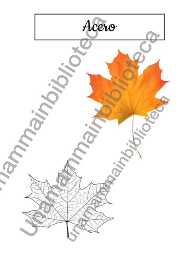 FOGLIE E FOGLI (ERBARIO ALLA SCOPERTA DELLE FOGLIE D'AUTUNNO)