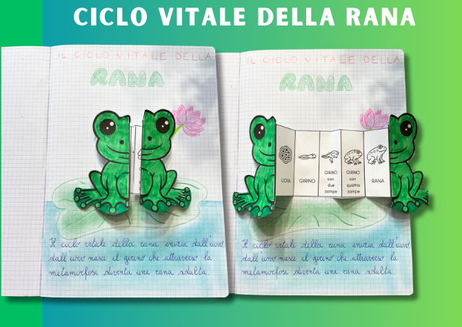 Ciclo vitale della rana