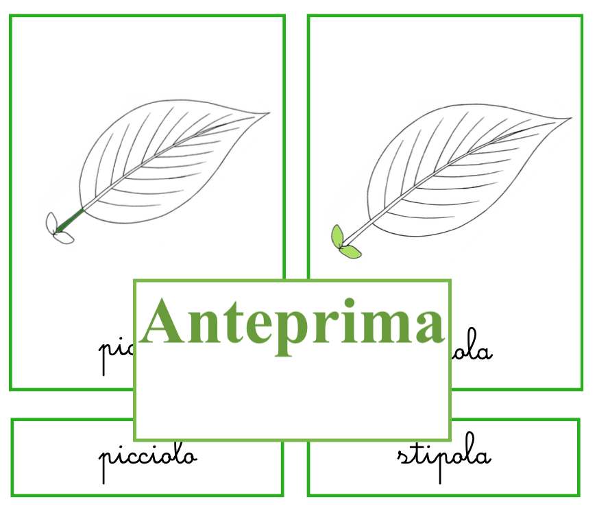 Percorso per piccoli botanici; nomenclatura della foglia + libretto per l'ampliamento