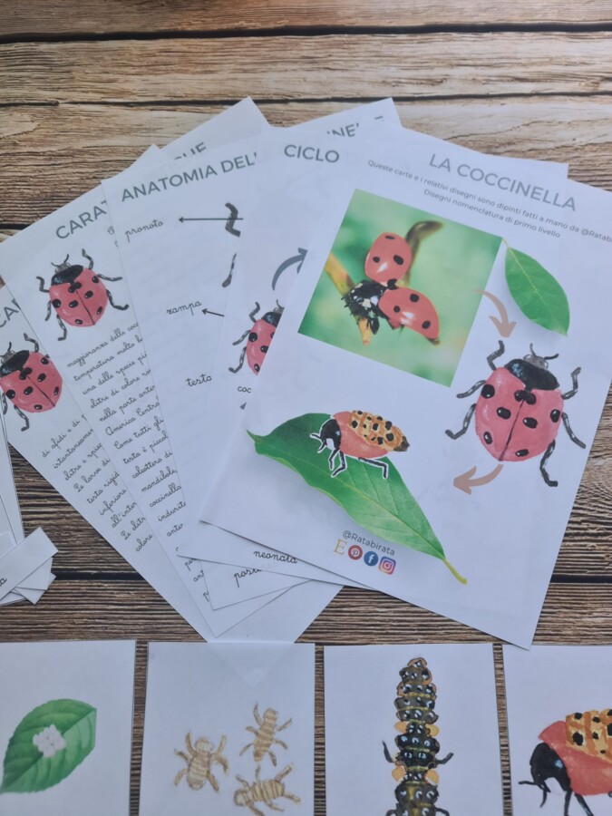 Carte Nomenclatura e ciclo di vita delle Coccinelle