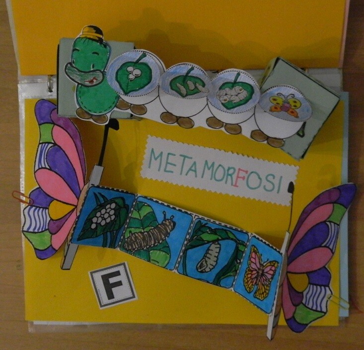 Farfalla metamorfosi