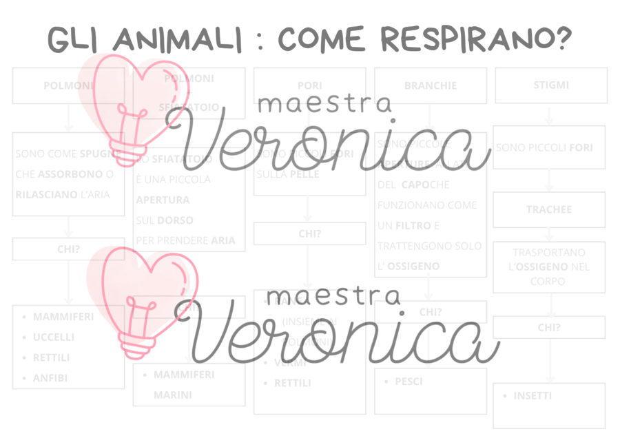 LA RESPIRAZIONE DEGLI ANIMALI - TERZA PRIMARIA
