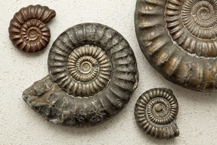 lezione : i fossili