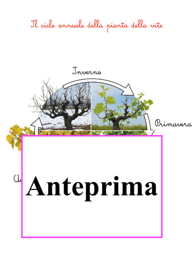 Dalla nomenclatura al vino-Un percorso di osservazione e scoperta scientifica sul ciclo della vite