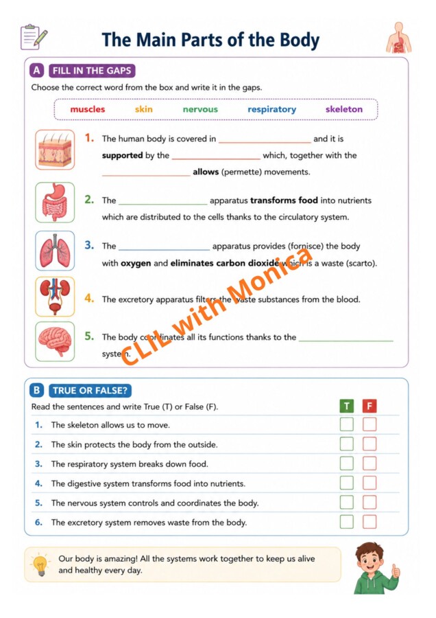 CLIL Science The Human Body classe 5^