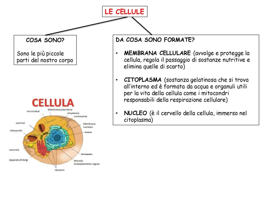 Scienze classe V
