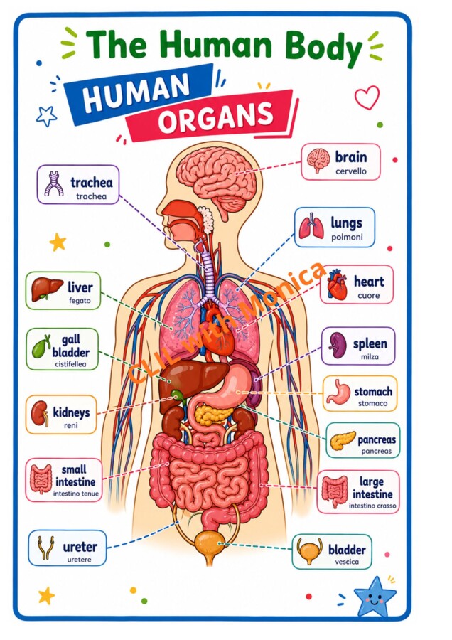 CLIL Science The Human Body classe 5^