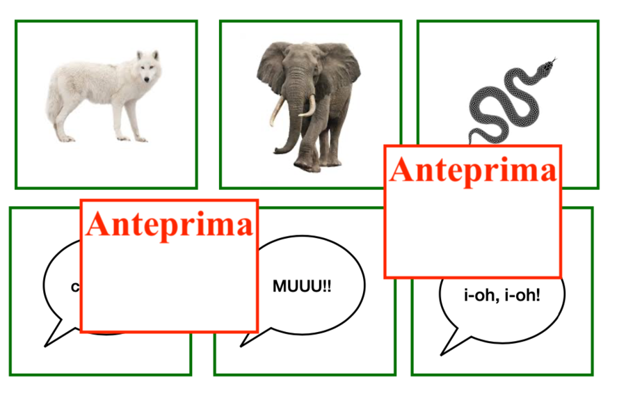 Descrivere un animale – Scrittura descrittiva scuola primaria- Percorso in 7 carte per l’autonomia nella scrittura