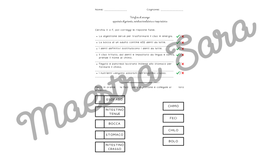 Apparati digerente, cardiocircolatorio e respiratorio - verifica (standard/BES) e schema riassuntivo